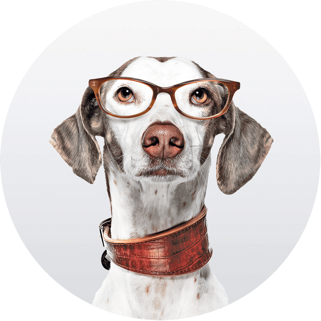 Schütt Optik Hörakustik Ludwigsburg Hund mobil
